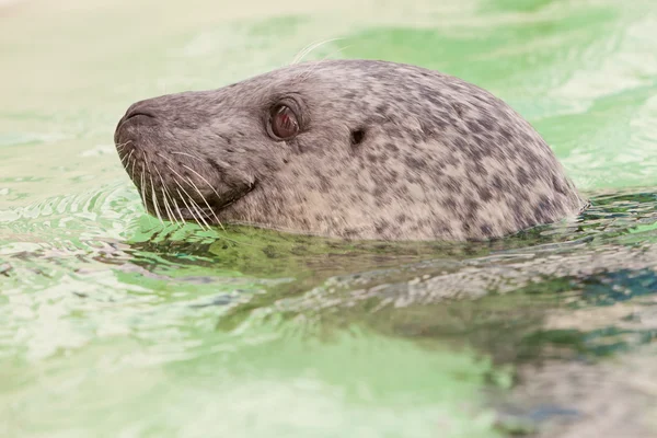 Симпатичный молодой тюлень в бассейне . — стоковое фото