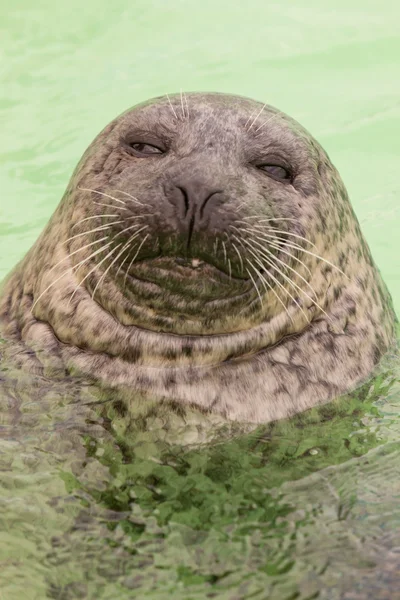 Cute young seal in basin. — Stock Photo, Image