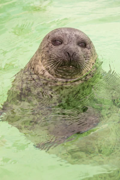 Симпатичный молодой тюлень в бассейне . — стоковое фото
