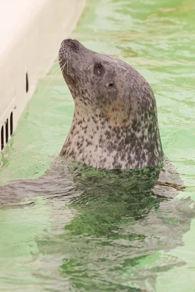 Cute young seal in basin. — Stock Photo, Image