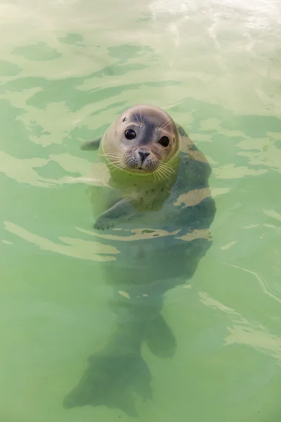 Cute young seal in basin. — Stock Photo, Image