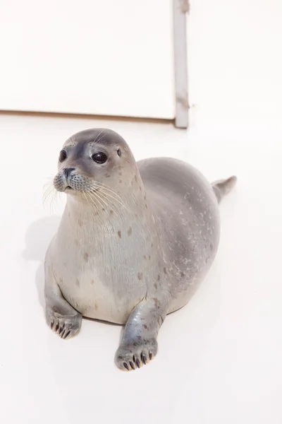 Cute young seal in basin. — Stock Photo, Image