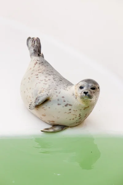 Niedliche Robbe im Becken. — Stockfoto