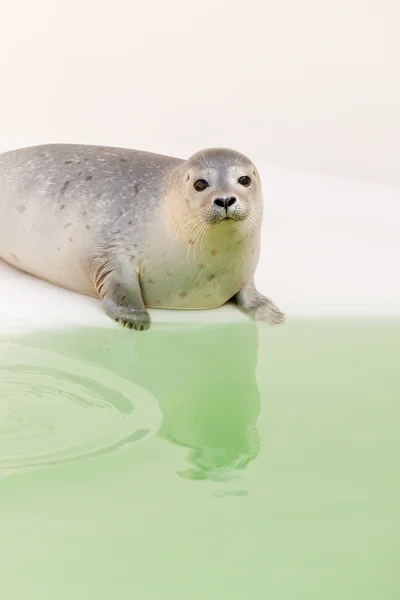 Симпатичный тюлень в бассейне . — стоковое фото