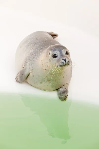 Cute seal in basin. — Stock Photo, Image