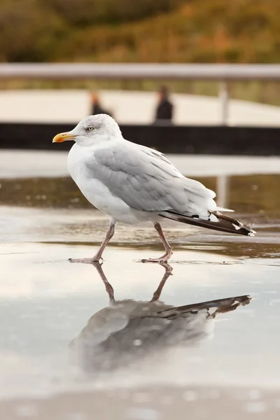 Seagull in de buurt van fontein. — Stockfoto