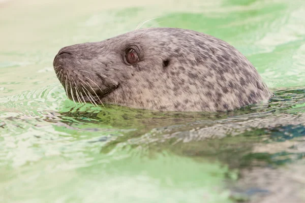 Cute young seal in basin. Royalty Free Stock Photos