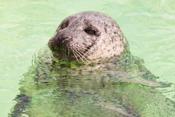 Cute young seal in basin. Stock Photo