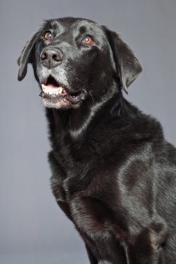 siyah karışık cins köpek. flatcoated ve labrador geri almak karıştırmak. Stüdyo vurdu.