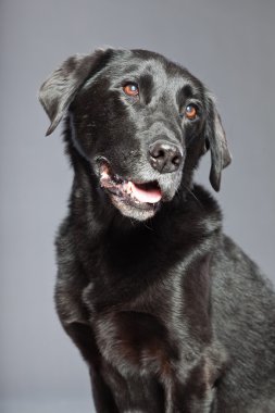siyah karışık cins köpek. flatcoated ve labrador geri almak karıştırmak. Stüdyo vurdu.