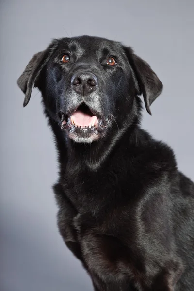 Black mixed breed dog. Mix of flatcoated and labrador retriever. Studio shot. — Stock Photo, Image