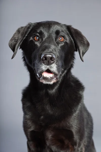 काला मिश्रित नस्ल कुत्ता। फ्लैटकोटेड और लैब्राडोर रिट्रीवर का मिश्रण। स्टूडियो शॉट . — स्टॉक फ़ोटो, इमेज
