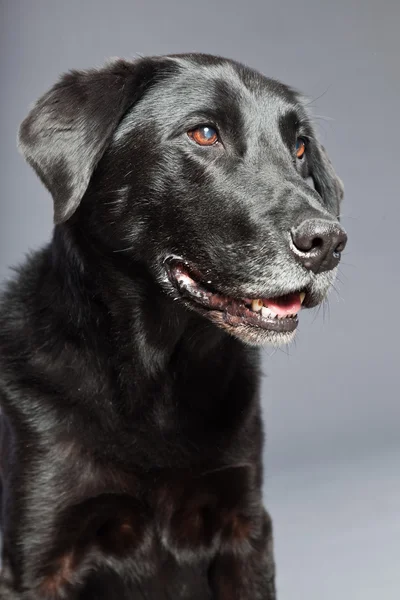 Black mixed breed dog. Mix of flatcoated and labrador retriever. Studio shot. — Stock Photo, Image
