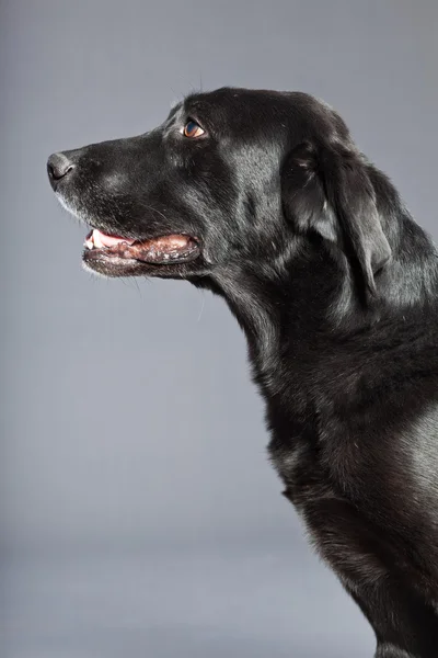 काला मिश्रित नस्ल कुत्ता। फ्लैटकोटेड और लैब्राडोर रिट्रीवर का मिश्रण। स्टूडियो शॉट . — स्टॉक फ़ोटो, इमेज