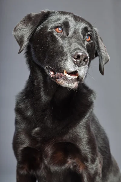 Cão misto preto. Mistura de flatcoated e labrador retriever. Estúdio . — Fotografia de Stock