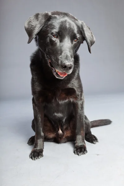 Schwarzer Mischlingshund. Mischung aus Flatcoated und Labrador Retriever. Studioaufnahme. — Stockfoto