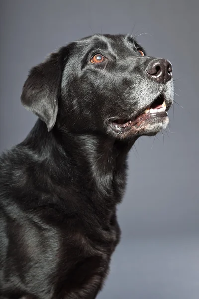 Zwarte gemengd rashond. mix van flatcoated en labrador retriever. studio opname. — Stockfoto