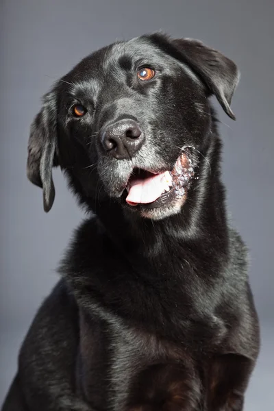 Svart blandras hund. blandning av flatcoated och labrador retriever. Studio skott. — Stockfoto