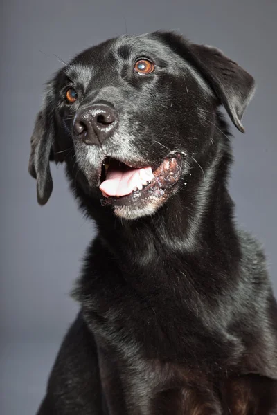 Czarny mieszaniec psa. mieszanka flatcoated i labrador retriever. łapka. — Zdjęcie stockowe