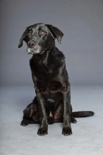 Perro negro de raza mixta. Mezcla de lámina plana y labrador retriever. Captura de estudio . —  Fotos de Stock