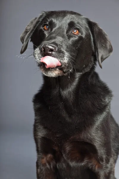 Black mixed breed dog. Mix of flatcoated and labrador retriever. Studio shot. — Stock Photo, Image