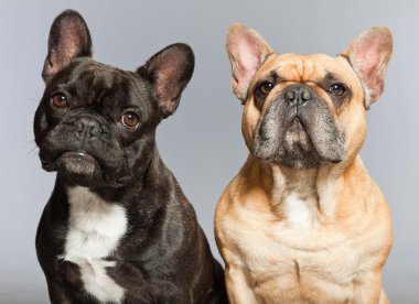 Fransız buldozer birlikte siyah ve kahverengi. komik köpekler.