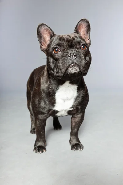 Bulldog francês preto. Peito branco. Cão engraçado . — Fotografia de Stock