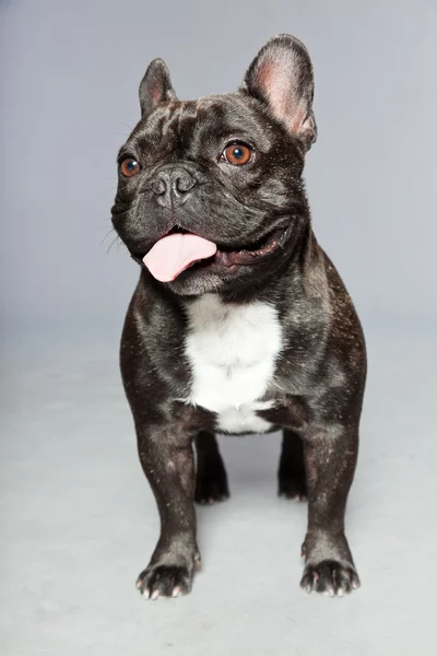 Schwarze französische Bulldogge. weiße Brust. Lustiger Hund. — Stockfoto