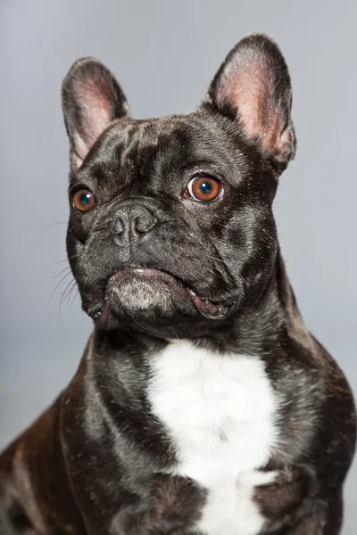 Bulldog francês preto. Peito branco. Cão engraçado . — Fotografia de Stock