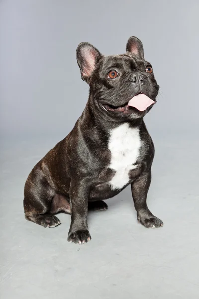 Black french bulldog. White chest. Funny dog. — Stock Photo, Image