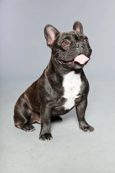 黒のフレンチ ブルドッグ 白い胸 おかしい犬 ストック写真 C Ysbrand 黒のフレンチ ブルドッグ 白い胸 おかしい犬 ストック写真 C Ysbrand