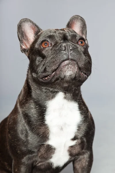 Bulldog francês preto. Peito branco. Cão engraçado . — Fotografia de Stock