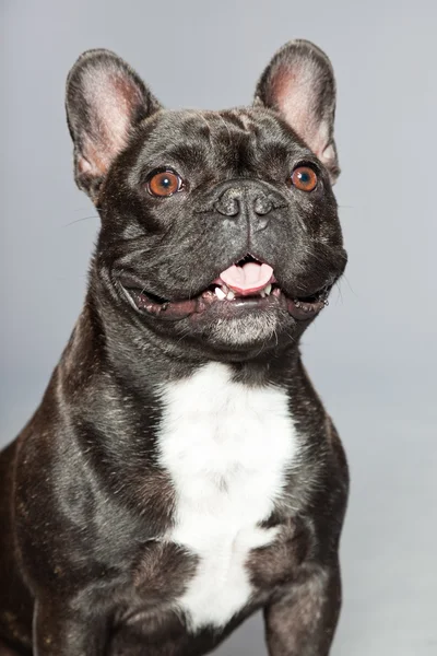 Bulldog francês preto. Peito branco. Cão engraçado . — Fotografia de Stock