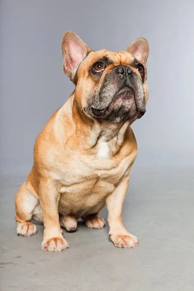 Brun fransk bulldog. rolig hund. — Stockfoto