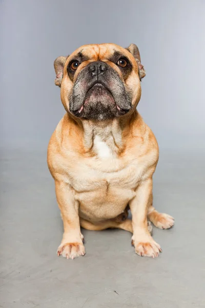 Bruin Franse bulldog. grappige hond. — Stockfoto