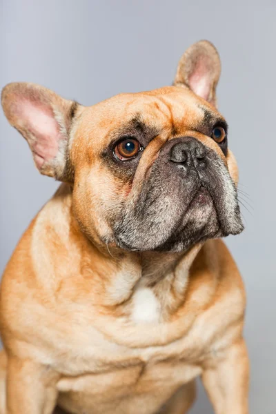 Bulldog francês castanho. Cão engraçado . — Fotografia de Stock