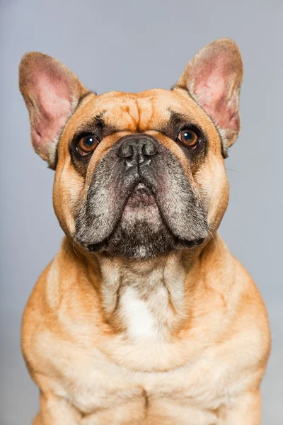 Бурый французский бульдог. Смешная собака . — стоковое фото