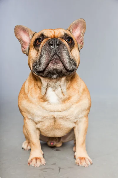 Bulldog francês castanho. Cão engraçado . — Fotografia de Stock