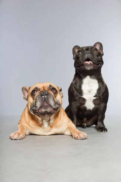 Svart och brun franska bulldoggar tillsammans. roliga hundar. — Stockfoto