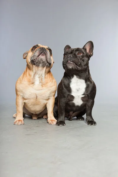 Svart och brun franska bulldoggar tillsammans. roliga hundar. — Stockfoto