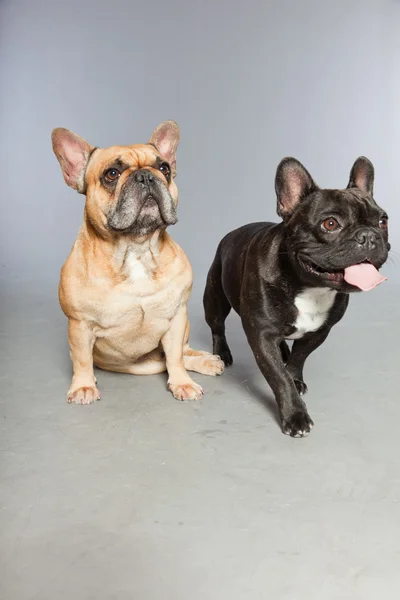 Svart och brun franska bulldoggar tillsammans. roliga hundar. — Stockfoto