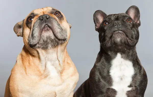 黒と茶色フランス ブルドッグの一緒に。面白い犬. — ストック写真