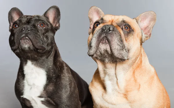 黒と茶色フランス ブルドッグの一緒に。面白い犬. — ストック写真