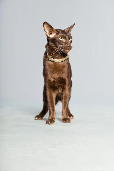 Oriental shorthair cat. Dark brown. Siamese breed. — Stock Photo, Image