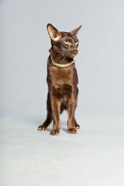 Gato de abreviação oriental. Castanho escuro. Raça siamesa . — Fotografia de Stock