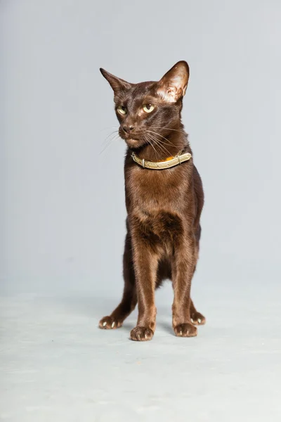 Oriental shorthair cat. Dark brown. Siamese breed. — Stock Photo, Image