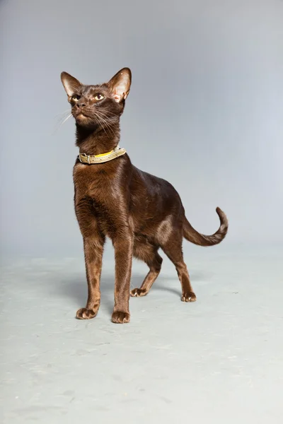 Oriental shorthair cat. Dark brown. Siamese breed. — Stock Photo, Image