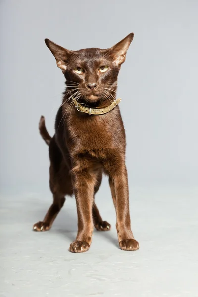 Gato de abreviação oriental. Castanho escuro. Raça siamesa . — Fotografia de Stock