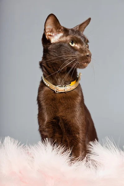 Gato de abreviação oriental. Castanho escuro. Raça siamesa . — Fotografia de Stock