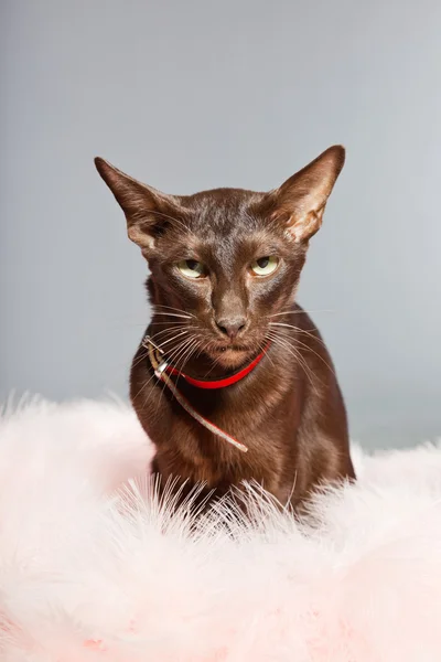 Orientální krátkosrstá kočka. tmavě hnědé. Siamská plemeno. — Stock fotografie